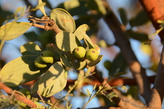 Agelanthus natalitius