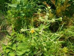 Eupatorium rotundifolium
