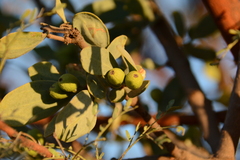 Agelanthus natalitius