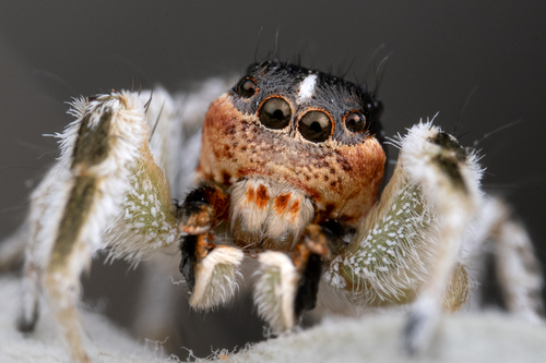 Habronattus tarsalis