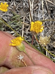 Erigeron linearis