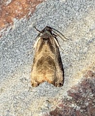 Olethreutes hamameliana