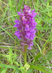 Dactylorhiza incarnata