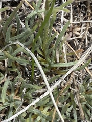 Erigeron linearis