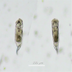 Cephalodella forficula