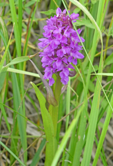Dactylorhiza incarnata