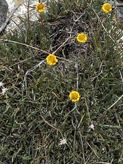 Erigeron linearis