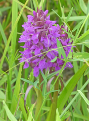Dactylorhiza incarnata