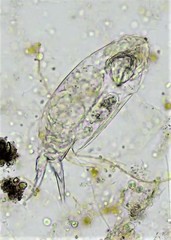 Cephalodella forficula