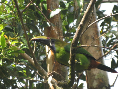 Aulacorhynchus prasinus