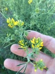 Medicago falcata
