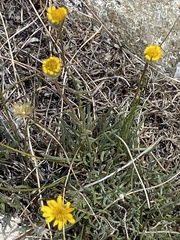 Erigeron linearis