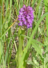 Dactylorhiza incarnata
