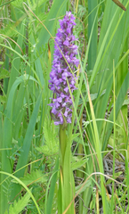 Dactylorhiza incarnata