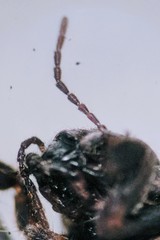 Ellipes minuta