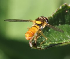 Sphaerophoria contigua