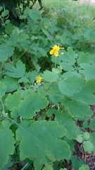 Chelidonium majus