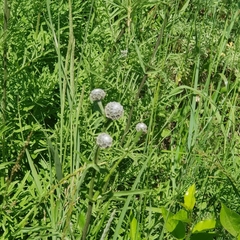 Centaurea scabiosa