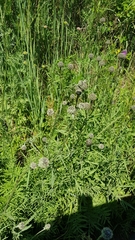 Centaurea scabiosa