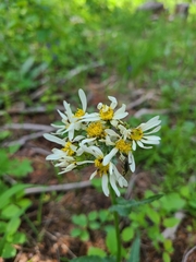 Senecio integerrimus ochroleucus