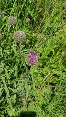 Centaurea scabiosa