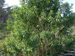 Cestrum laevigatum