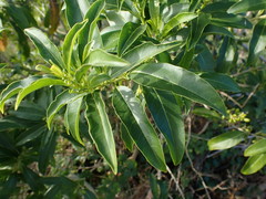 Cestrum laevigatum