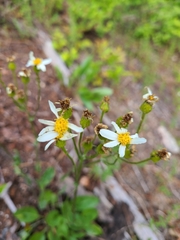 Senecio integerrimus ochroleucus