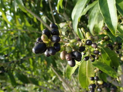 Cestrum laevigatum