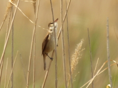 Acrocephalus stentoreus