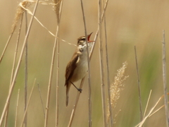 Acrocephalus stentoreus