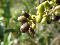 Cestrum laevigatum