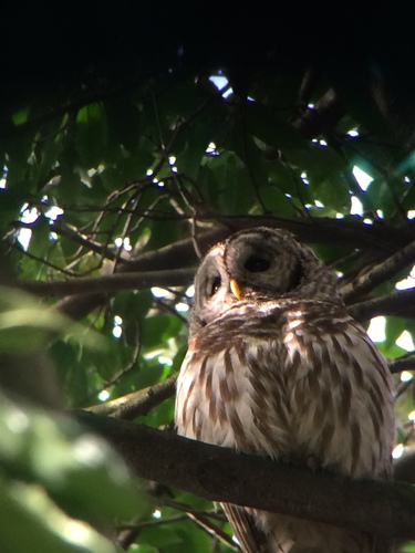 Barred Owl photographed in Oregon