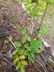 Senecio integerrimus ochroleucus