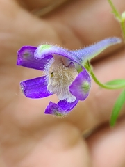 Delphinium sutherlandii