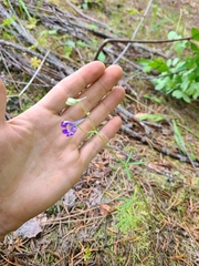 Delphinium sutherlandii