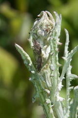 Rhypodes