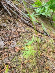 Delphinium sutherlandii