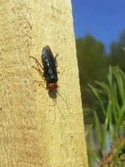 Acantholyda erythrocephala