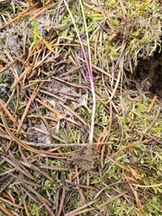 Delphinium sutherlandii