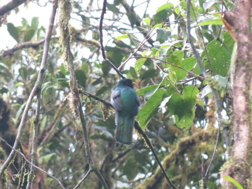 Trogon collaris