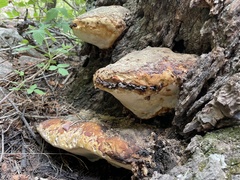 Fomitopsis schrenkii