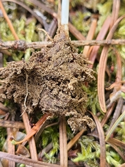 Delphinium sutherlandii