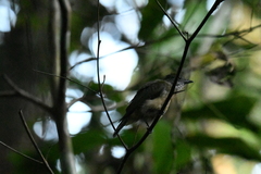 Heterocercus aurantiivertex