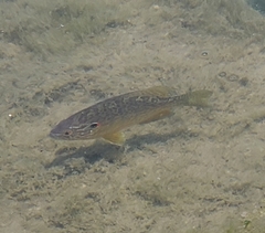 Lepomis gibbosus