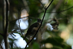 Heterocercus aurantiivertex