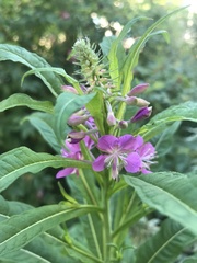 Chamaenerion angustifolium