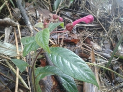 Burmeistera fuchsioides