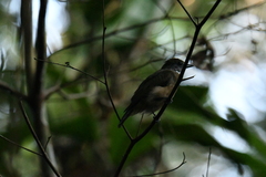 Heterocercus aurantiivertex