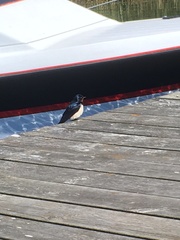 Hirundo rustica